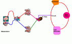 Capnography at glance