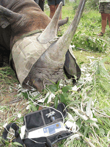 Capnography in Rhinoceros 